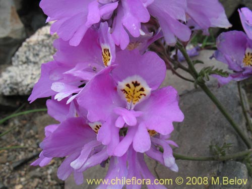 Фотография Schizanthus litoralis (Mariposita costera). Щелкните, чтобы увеличить вырез.