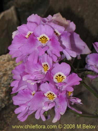 Фотография Schizanthus litoralis (Mariposita costera). Щелкните, чтобы увеличить вырез.