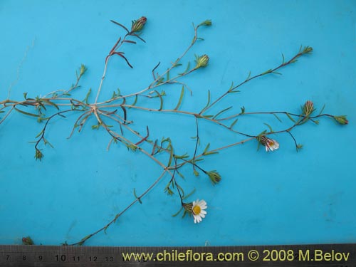 Image of Chaetanthera sp. #1355 (). Click to enlarge parts of image.