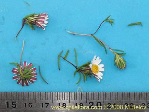 Image of Chaetanthera sp. #1355 (). Click to enlarge parts of image.