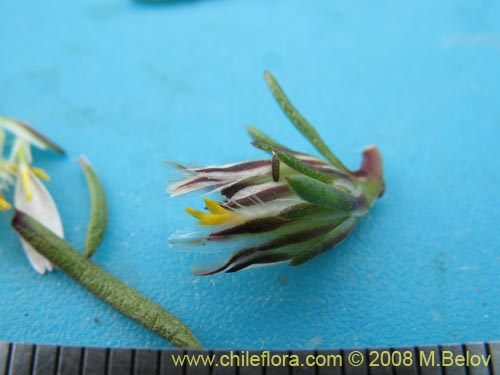 Image of Chaetanthera sp. #1355 (). Click to enlarge parts of image.