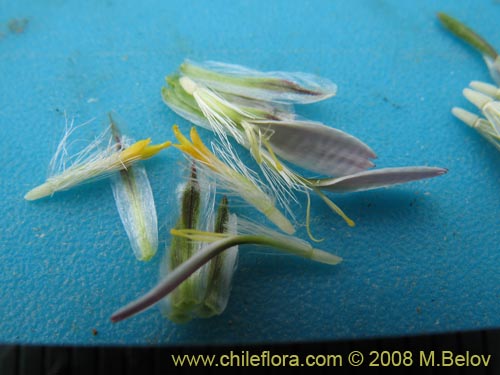 Image of Chaetanthera sp. #1355 (). Click to enlarge parts of image.