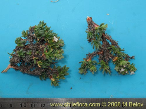 Image of Chorizanthe sp. #1406 (). Click to enlarge parts of image.