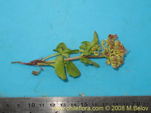 Image of Valeriana sp.   #1405 (). Click to enlarge parts of image.