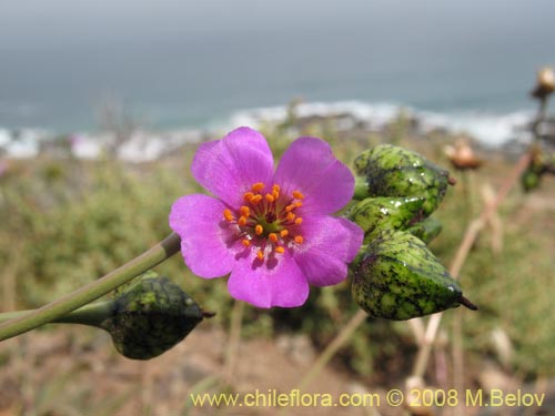 Cistanthe sp. #1262の写真