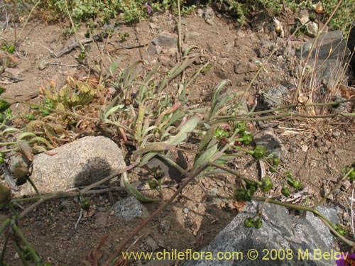 Image of Cistanthe sp.   #1262 (). Click to enlarge parts of image.