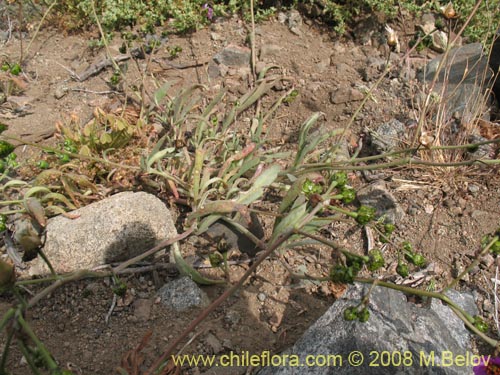 Image of Cistanthe sp. #1262 (). Click to enlarge parts of image.