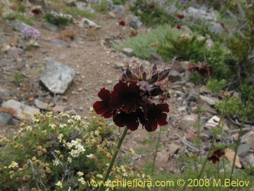 Image of Argylia radiata (). Click to enlarge parts of image.