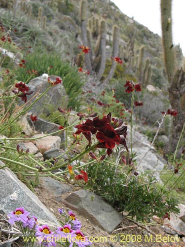 Imágen de Argylia radiata (). Haga un clic para aumentar parte de imágen.