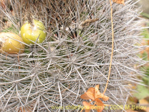 Фотография Eriosyce subgibbosa ssp. subgibbosa (). Щелкните, чтобы увеличить вырез.