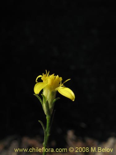 Image of Unidentified Plant sp. #1445 (). Click to enlarge parts of image.