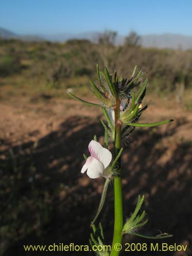 Bild von Scrophulariaceae sp. #1178 (). Klicken Sie, um den Ausschnitt zu vergrössern.