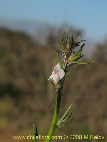 Scrophulariaceae sp. #1178の写真