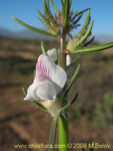 Scrophulariaceae sp. #1178的照片