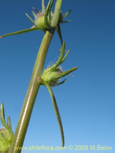 Scrophulariaceae sp. #1178의 사진