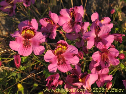 Фотография Alstroemeria magnifica var. sierrae (). Щелкните, чтобы увеличить вырез.