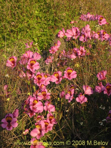 Alstroemeria magnifica var. sierraeの写真