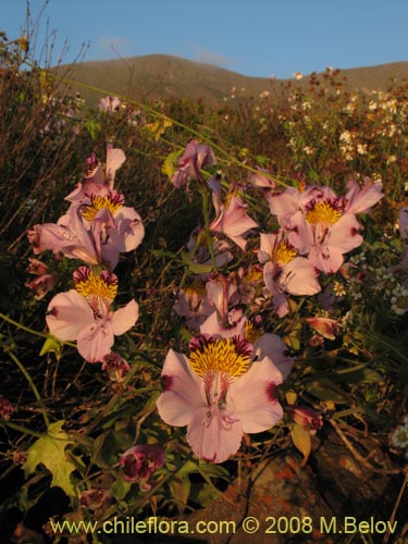 Bild von Alstroemeria magnifica ssp. magnifica (Mariposa del campo / Lirio del campo). Klicken Sie, um den Ausschnitt zu vergrössern.