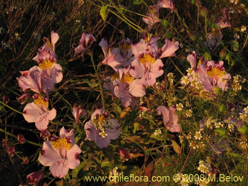 Bild von Alstroemeria magnifica ssp. magnifica (Mariposa del campo / Lirio del campo). Klicken Sie, um den Ausschnitt zu vergrössern.