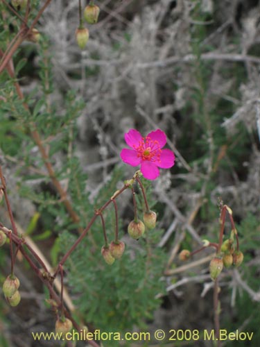 Imágen de Cistanthe sp. #1195 (). Haga un clic para aumentar parte de imágen.