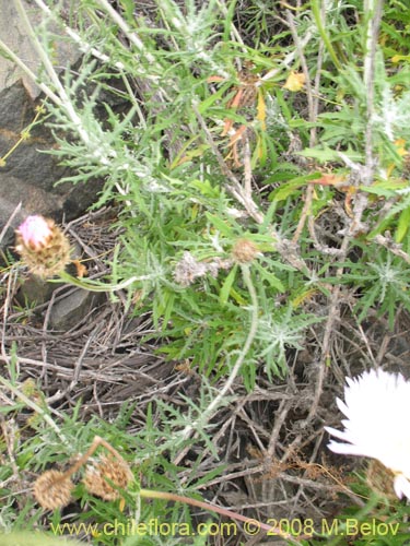 Image of Centaurea floccosa (). Click to enlarge parts of image.