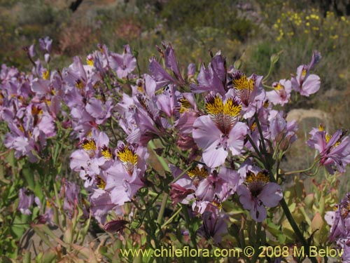 Фотография Alstroemeria magnifica ssp. magnifica (). Щелкните, чтобы увеличить вырез.