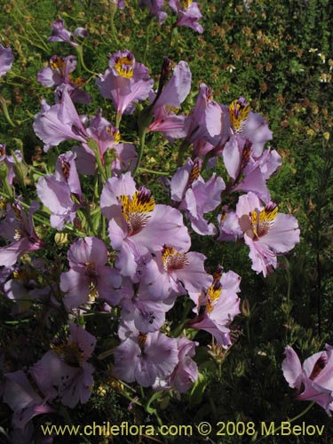 Image of Alstroemeria magnifica ssp. magnifica (). Click to enlarge parts of image.