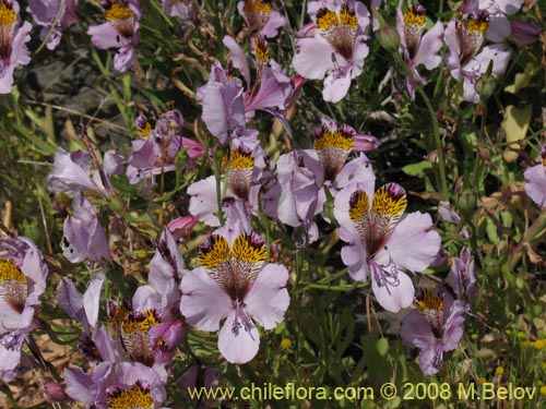 Alstroemeria magnifica ssp. magnifica의 사진