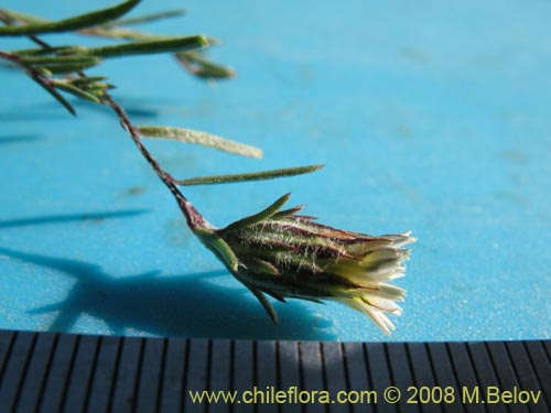 Imágen de Chaetanthera sp. #8653 (). Haga un clic para aumentar parte de imágen.