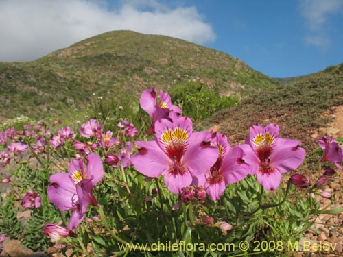 Imágen de Alstroemeria magnifica var. tofoensis (). Haga un clic para aumentar parte de imágen.