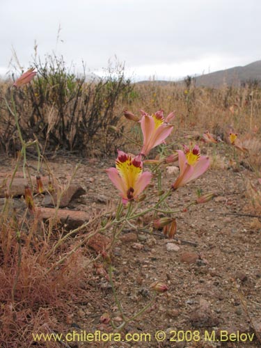 Alstroemeria diluta ssp. chrysantha的照片