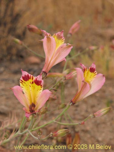 Image of Alstroemeria diluta ssp. chrysantha (01-12-2008). Click to enlarge parts of image.