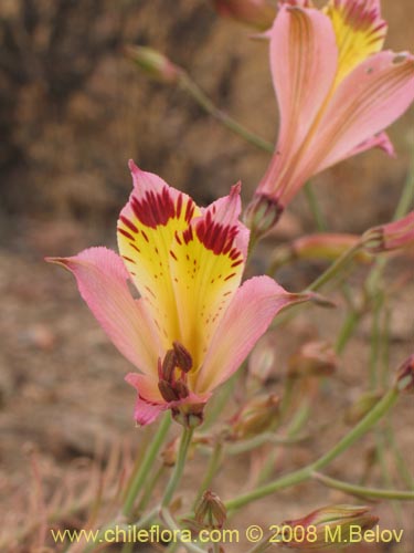 Image of Alstroemeria diluta ssp. chrysantha (01-12-2008). Click to enlarge parts of image.