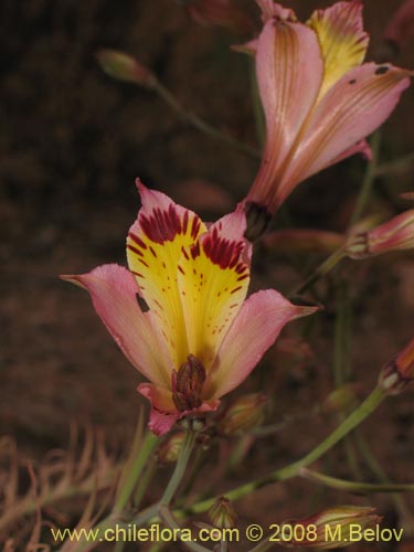 Bild von Alstroemeria diluta ssp. chrysantha (01-12-2008). Klicken Sie, um den Ausschnitt zu vergrössern.