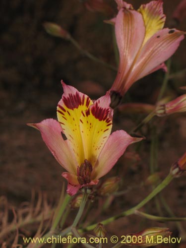 Фотография Alstroemeria diluta ssp. chrysantha (). Щелкните, чтобы увеличить вырез.