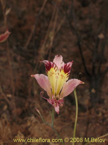 Фотография Alstroemeria diluta ssp. chrysantha (). Щелкните, чтобы увеличить вырез.