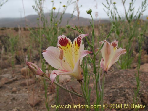 Image of Alstroemeria diluta ssp. chrysantha (). Click to enlarge parts of image.