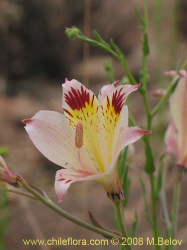 Image of Alstroemeria diluta ssp. chrysantha (). Click to enlarge parts of image.