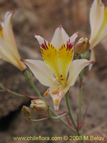 Image of Alstroemeria diluta ssp. chrysantha (). Click to enlarge parts of image.