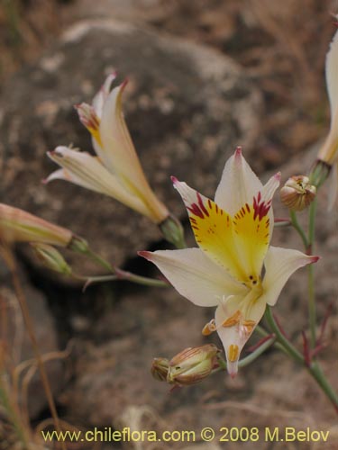 Image of Alstroemeria diluta ssp. chrysantha (). Click to enlarge parts of image.