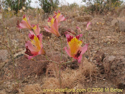 Фотография Alstroemeria diluta ssp. chrysantha (). Щелкните, чтобы увеличить вырез.