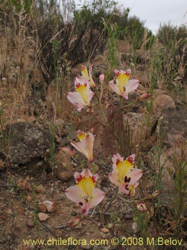 Фотография Alstroemeria diluta ssp. chrysantha (). Щелкните, чтобы увеличить вырез.