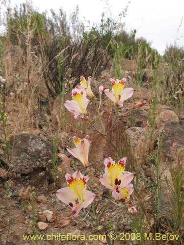 Фотография Alstroemeria diluta ssp. chrysantha (). Щелкните, чтобы увеличить вырез.