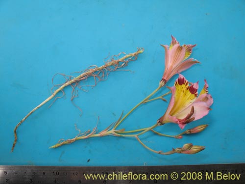 Alstroemeria diluta ssp. chrysantha的照片