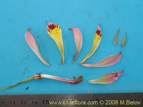 Image of Alstroemeria diluta ssp. chrysantha (). Click to enlarge parts of image.