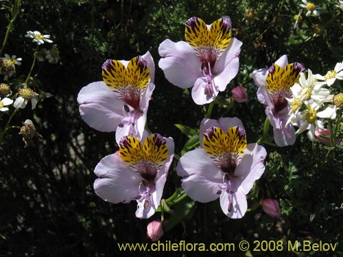 Bild von Alstroemeria magnifica ssp. magnifica (). Klicken Sie, um den Ausschnitt zu vergrössern.