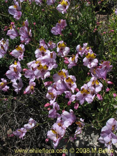 Фотография Alstroemeria magnifica ssp. magnifica (). Щелкните, чтобы увеличить вырез.
