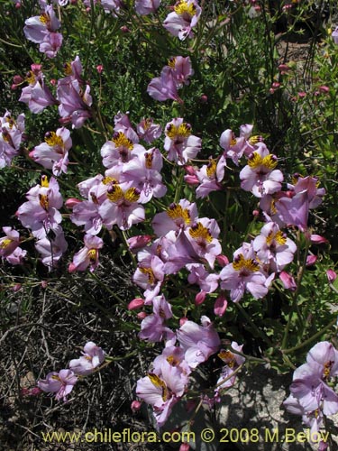 Alstroemeria magnifica ssp. magnifica의 사진