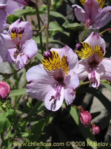 Image of Alstroemeria magnifica ssp. magnifica (). Click to enlarge parts of image.