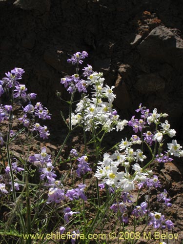 Imágen de Schizanthus porrigens (). Haga un clic para aumentar parte de imágen.